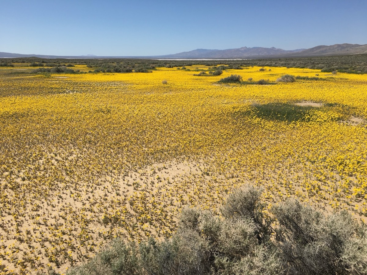 Super Bloom Prediction